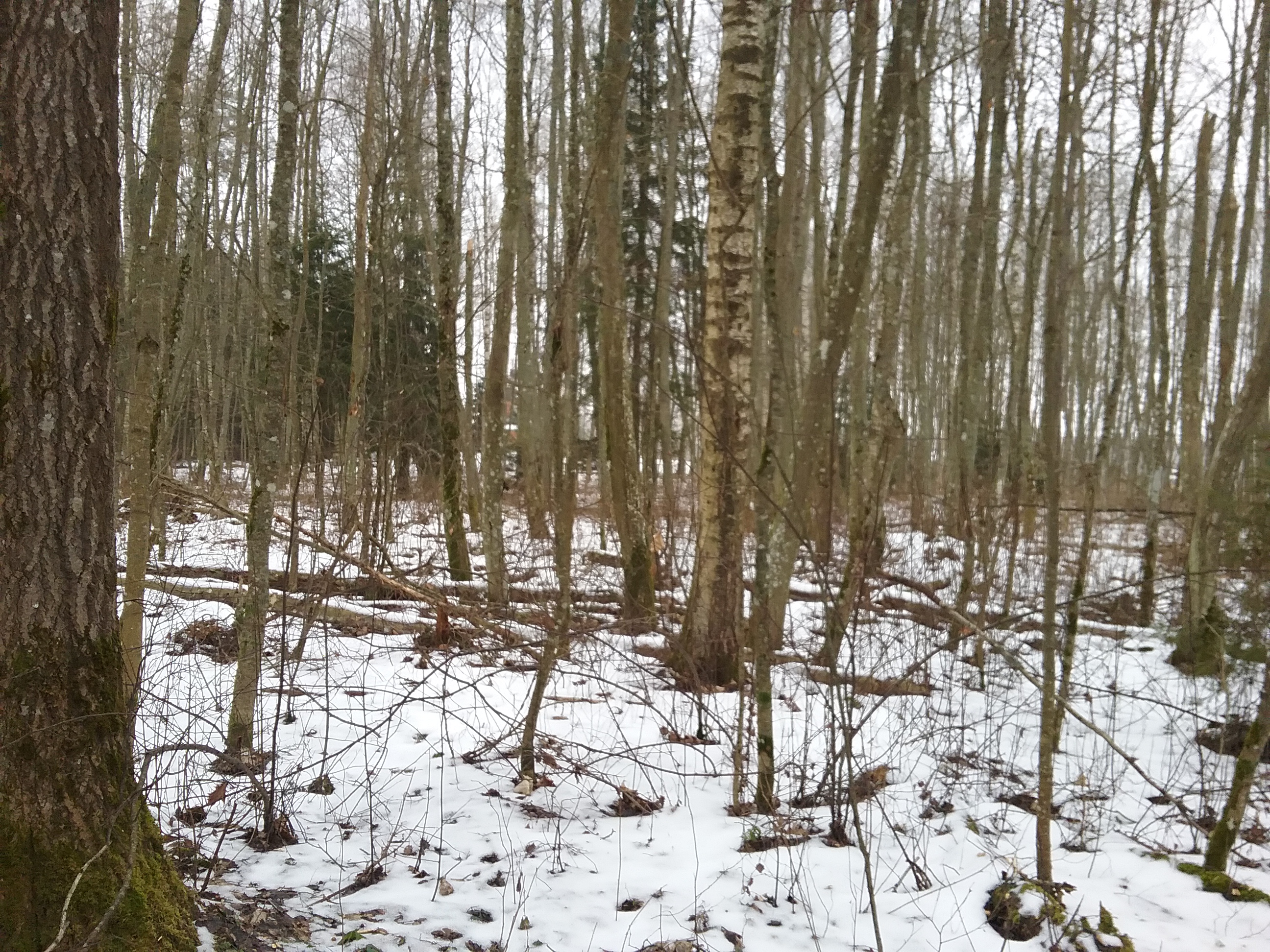 Apkārtnes foto