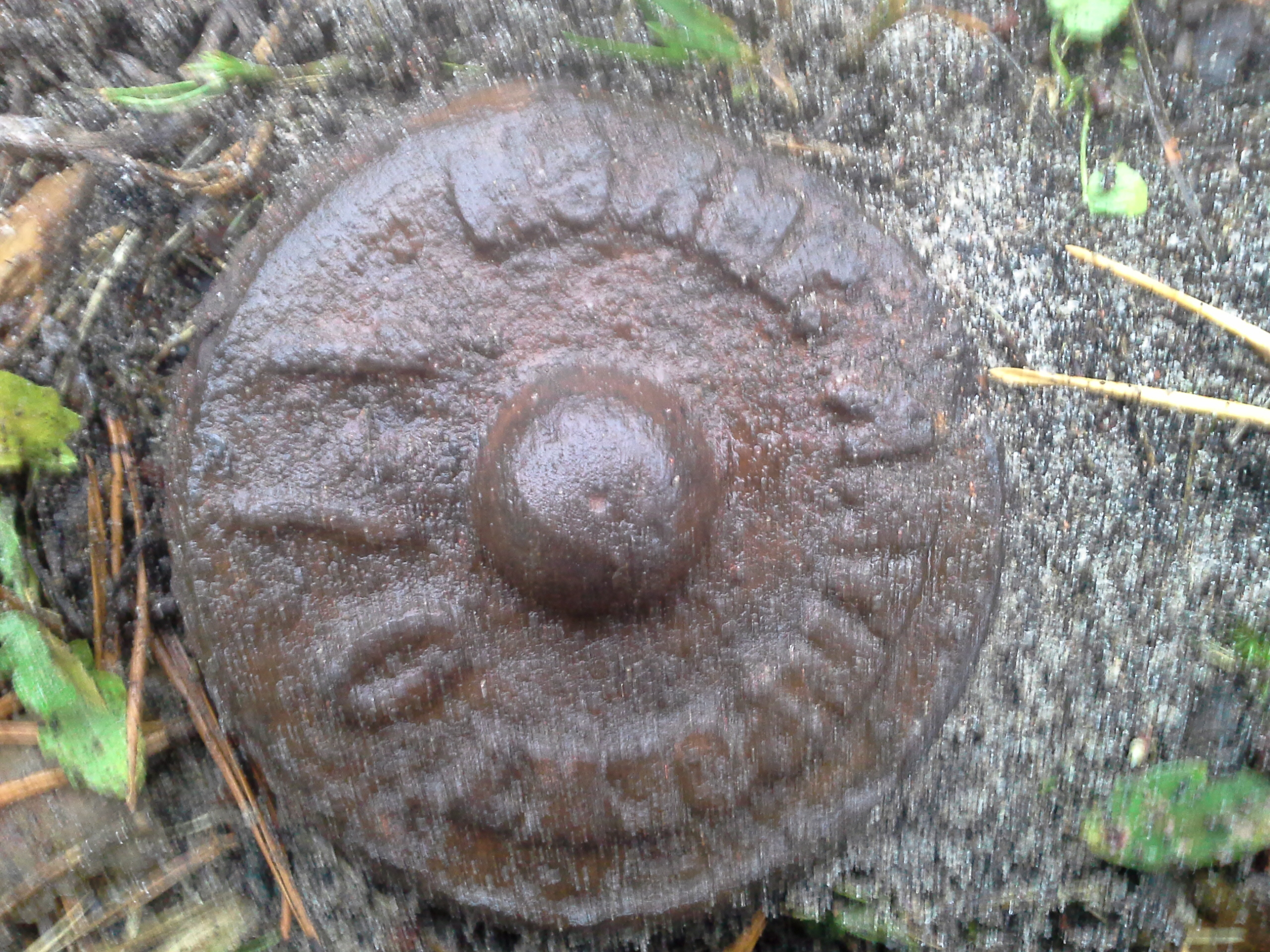 Zīmes foto