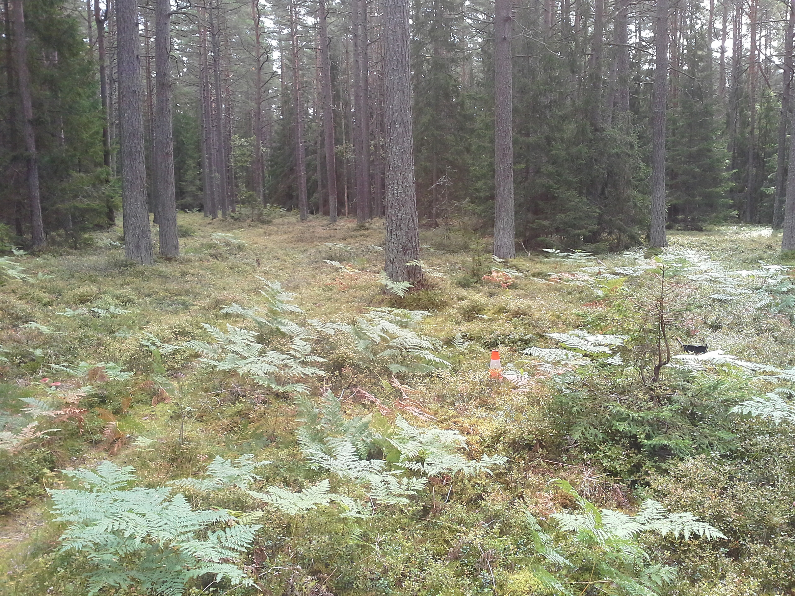 Apkārtnes foto