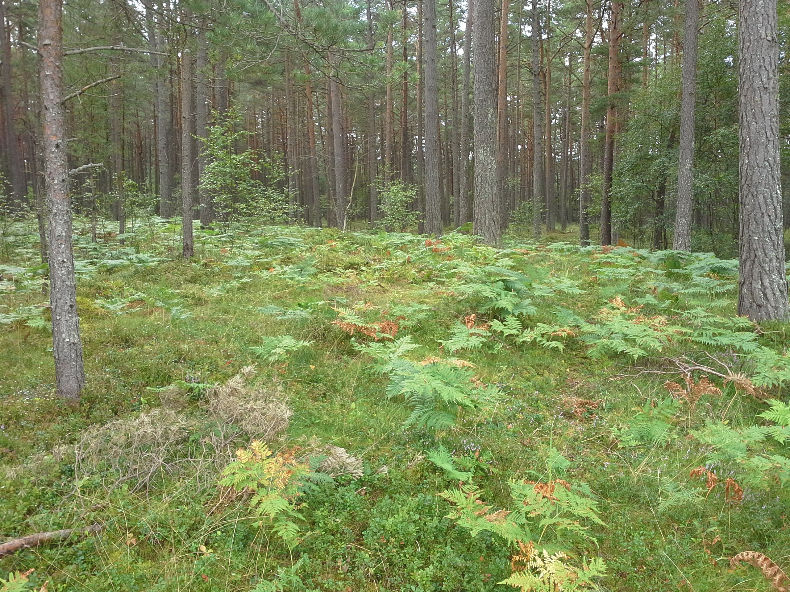 Apkārtnes foto