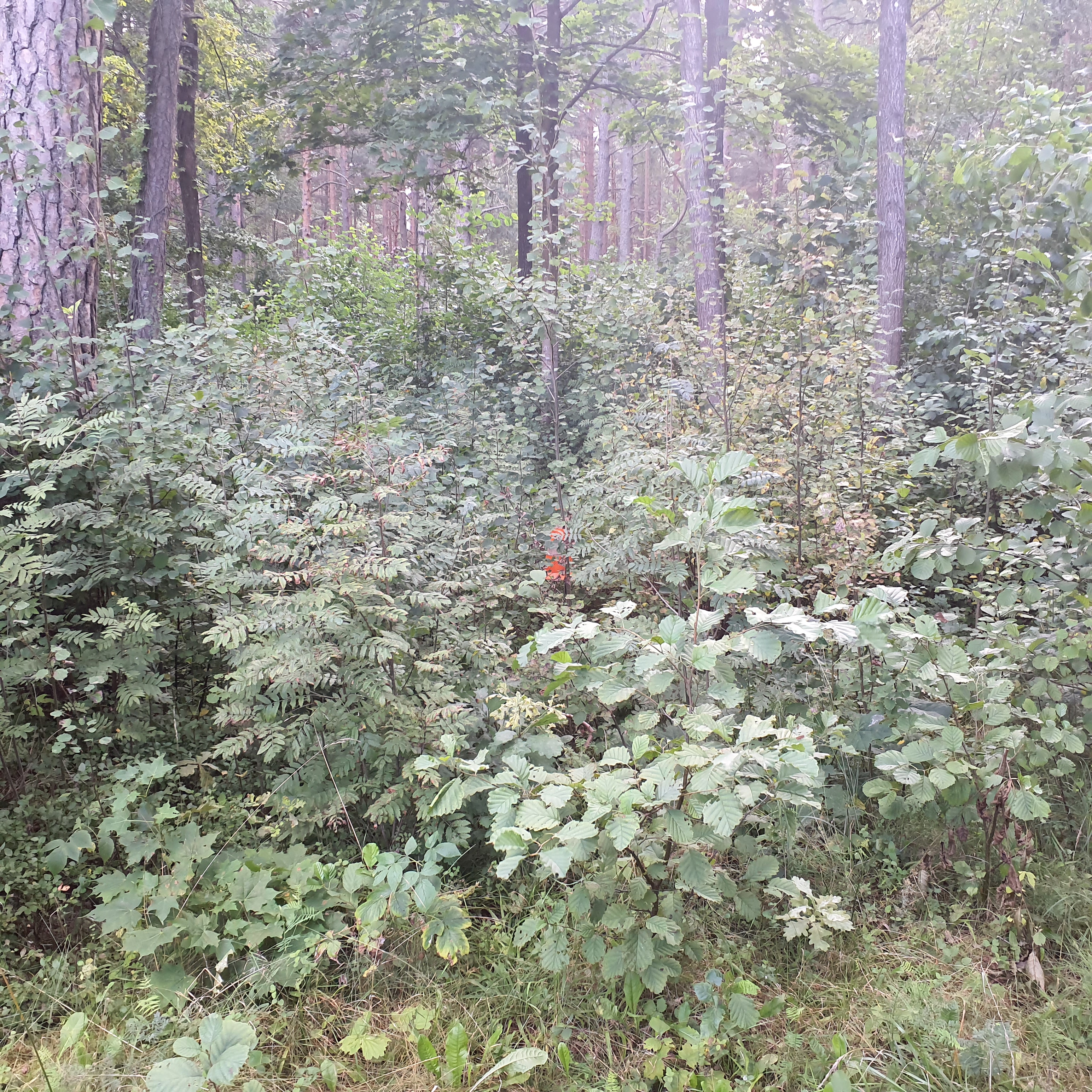 Apkārtnes foto