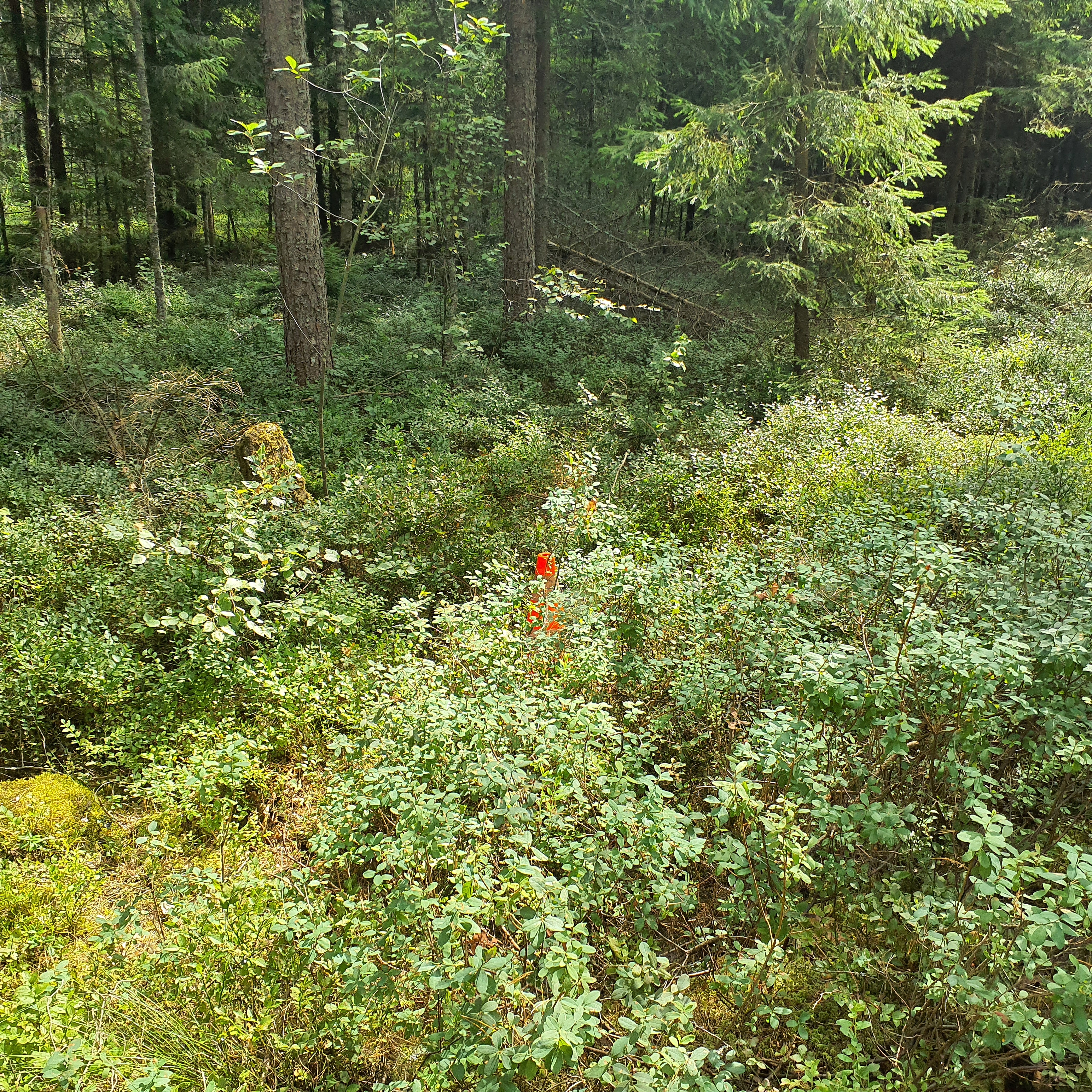 Apkārtnes foto
